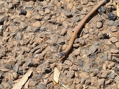 Delma tincta