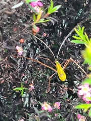 Anthophiloptera dryas