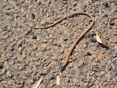 Delma tincta