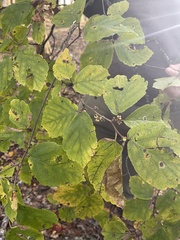 Hamamelis