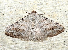 Frederickia nigricomma