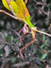 Anthophiloptera dryas