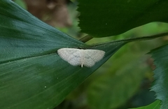 Scopula minorata