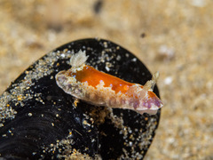 Chromodoris alternata