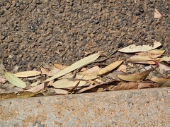 Delma tincta