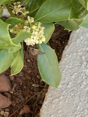 Copestylum haagii