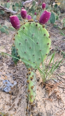 Opuntia gilvescens