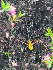 Anthophiloptera dryas