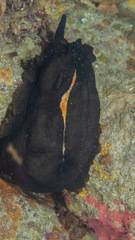 Scutus antipodes