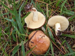 Suillus brevipes