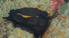 Scutus antipodes