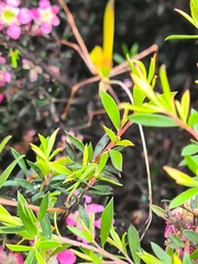 Anthophiloptera dryas