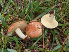 Suillus brevipes