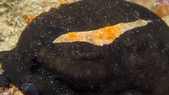 Scutus antipodes