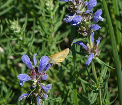 Dracocephalum ruyschiana