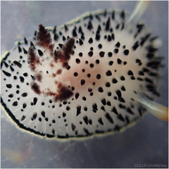 Acanthodoris rhodoceras