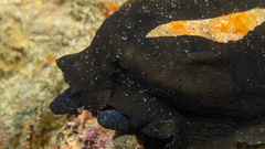Scutus antipodes