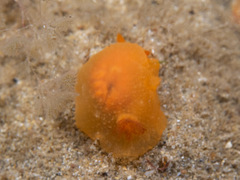 Doriopsilla carneola