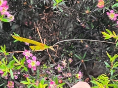 Anthophiloptera dryas