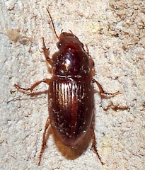 Harpalus gravis