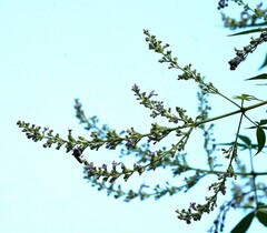 Megachile umbripennis
