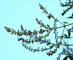 Megachile umbripennis