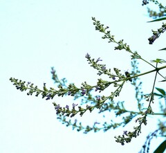 Megachile umbripennis