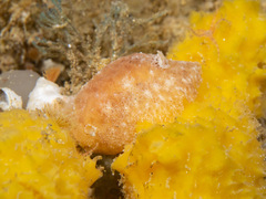 Sclerodoris