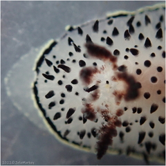 Acanthodoris rhodoceras