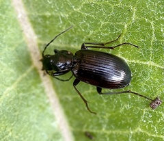 Platynina