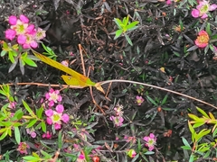Anthophiloptera dryas