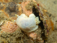 Goniobranchus epicurius