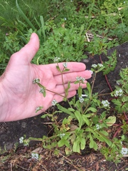 Valerianella