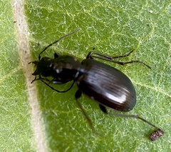 Platynina