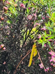 Anthophiloptera dryas