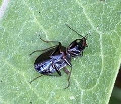 Platynina