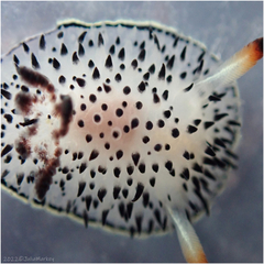 Acanthodoris rhodoceras