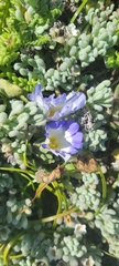 Nolana paradoxa