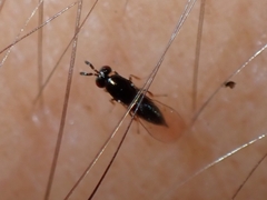 Agaonidae