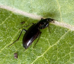 Platynina