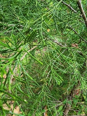 Juniperus virginiana