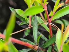 Anthophiloptera dryas
