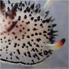 Acanthodoris rhodoceras