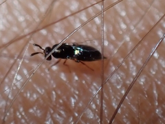 Agaonidae