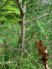 Juniperus virginiana