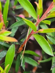 Anthophiloptera dryas