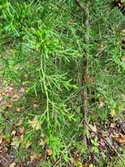 Juniperus virginiana
