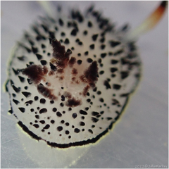 Acanthodoris rhodoceras