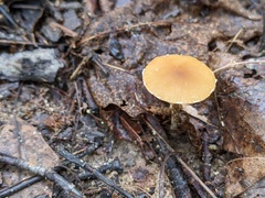 Conocybe brunnea