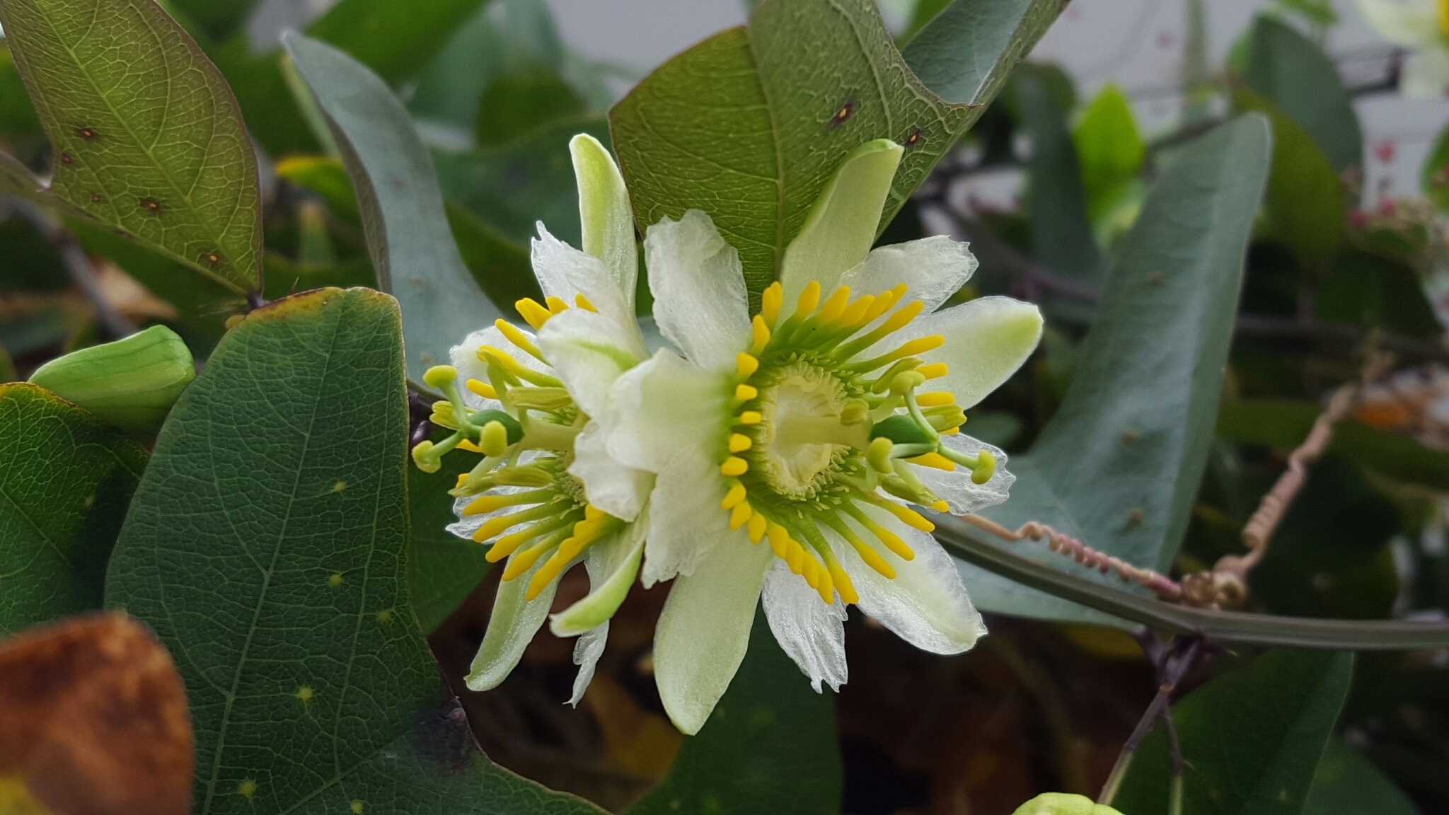 Passiflora biflora